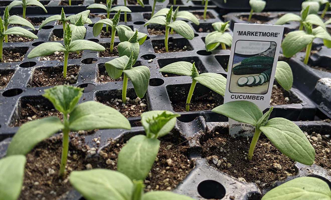 A row of cucumber plants